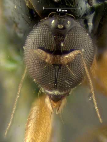 Media type: image;   Entomology 1164 Aspect: head frontal view